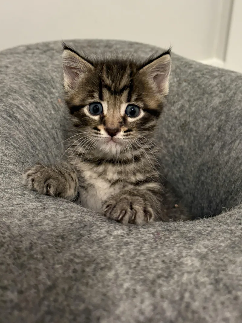 A baby medium-sized male Tabby (Brown / Chocolate) Domestic Short Hair cat named Hagrid for adoption in Fruit Heights, UT