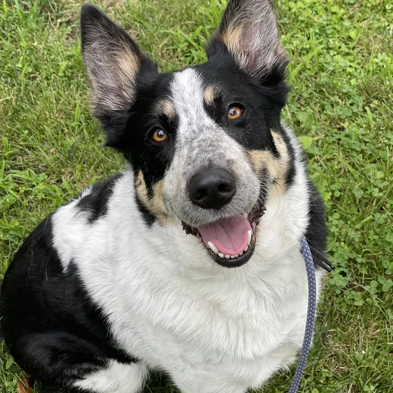 Bubba Bear thumbnail 2