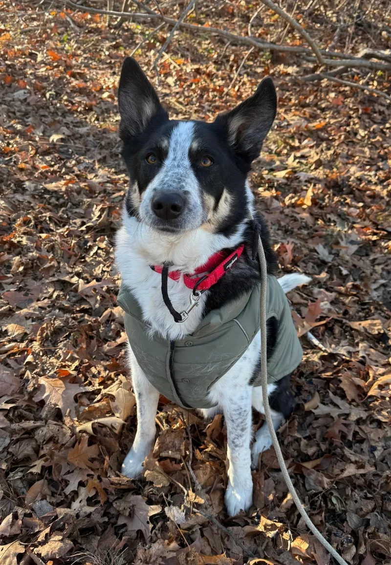 Bubba Bear thumbnail 4