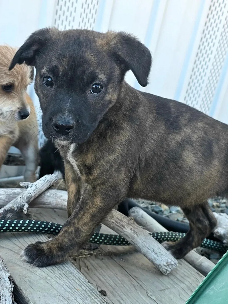 A baby medium-sized female Mixed Breed dog named P.j. for adoption in Penryn, CA