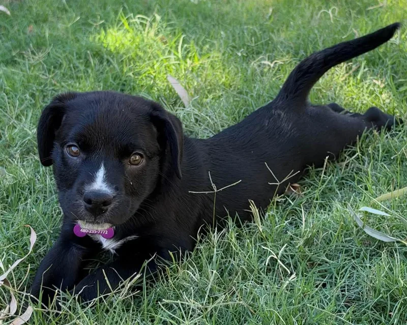 A baby medium-sized female Australian Shepherd dog named Sally for adoption in San Tan Valley, AZ