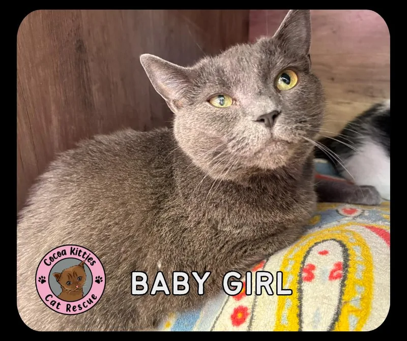An adult large-sized female Domestic Short Hair cat named Baby Girl for adoption in Hershey, PA