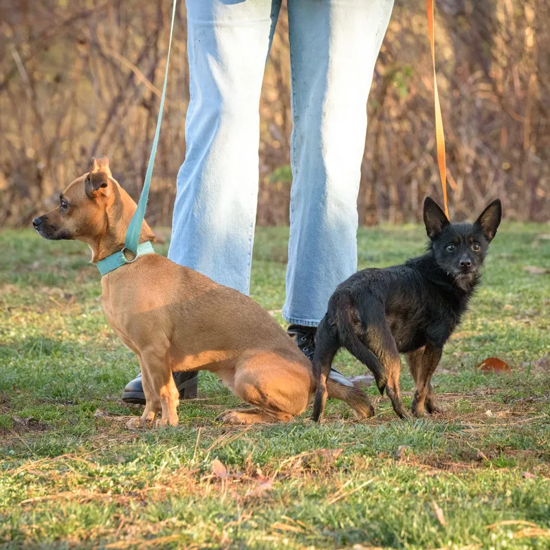 A young small-sized female Yellow / Tan / Blond / Fawn Mixed Breed dog named Alice And Lacie  for adoption in Lambertville, NJ