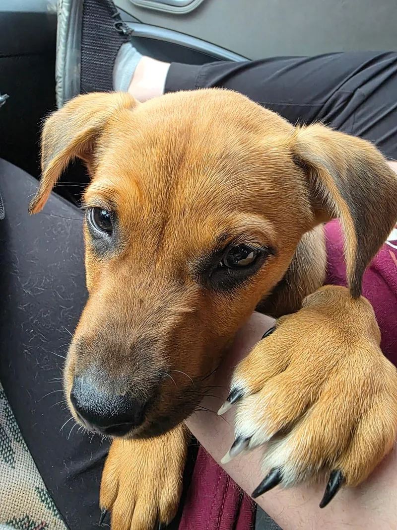 A baby medium-sized female Black Mouth Cur dog named Chattie Noga for adoption in Carnegie, OK