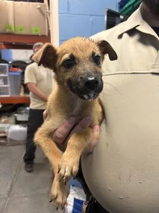A baby small-sized male Mixed Breed dog named Duey for adoption in Seneca, SC