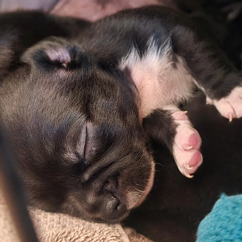 A baby small-sized female Black Mixed Breed dog named Alexis for adoption in Fredericksburg, VA