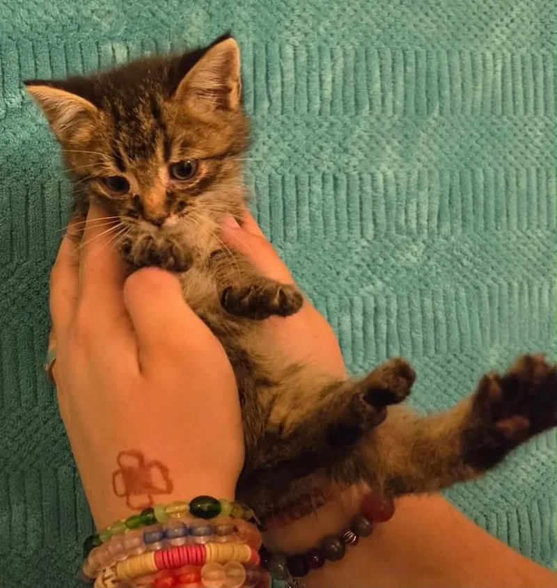 A baby medium-sized male Tabby (Brown / Chocolate) Tabby cat named Brodie for adoption in Tehachapi, CA