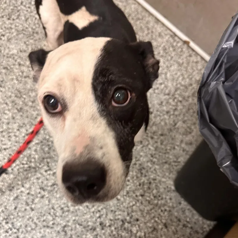 A senior medium-sized male White / Cream Basset Hound dog named Taz for adoption in Lakeland, FL