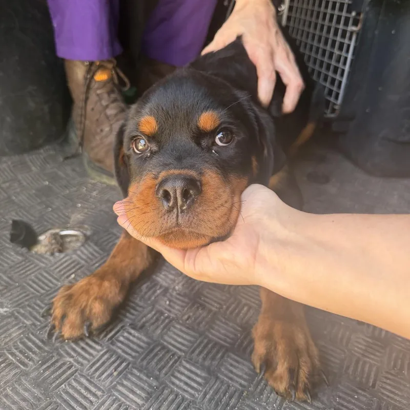 A baby medium-sized male Rottweiler dog named Guadalupe for adoption in Northbrook, IL