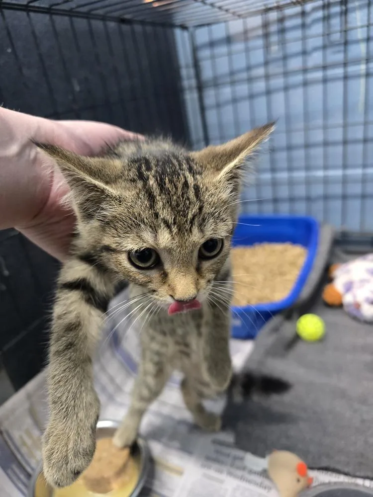 A baby small-sized female Tabby (Brown / Chocolate) Domestic Short Hair cat named Ariel for adoption in Evansville, IN