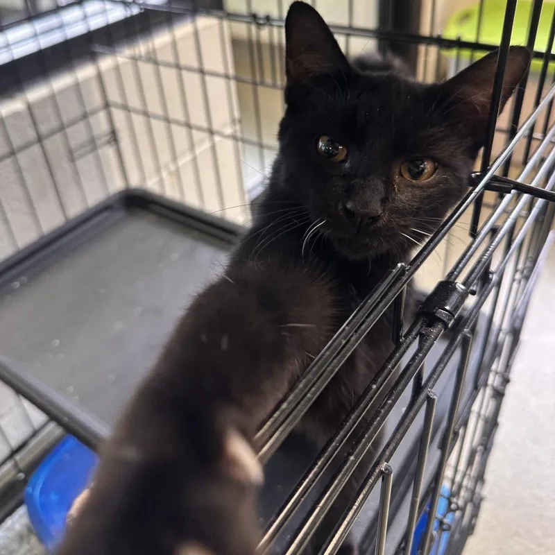 A young medium-sized male Black Domestic Short Hair cat named Flea for adoption in Rocky Mount, VA