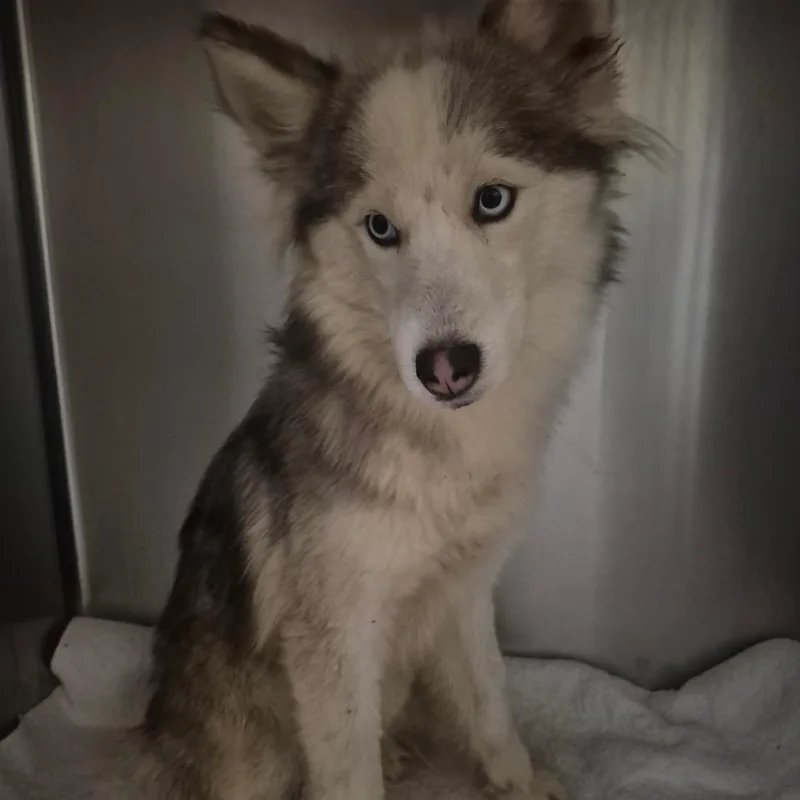 Wolfyluna thumbnail 2