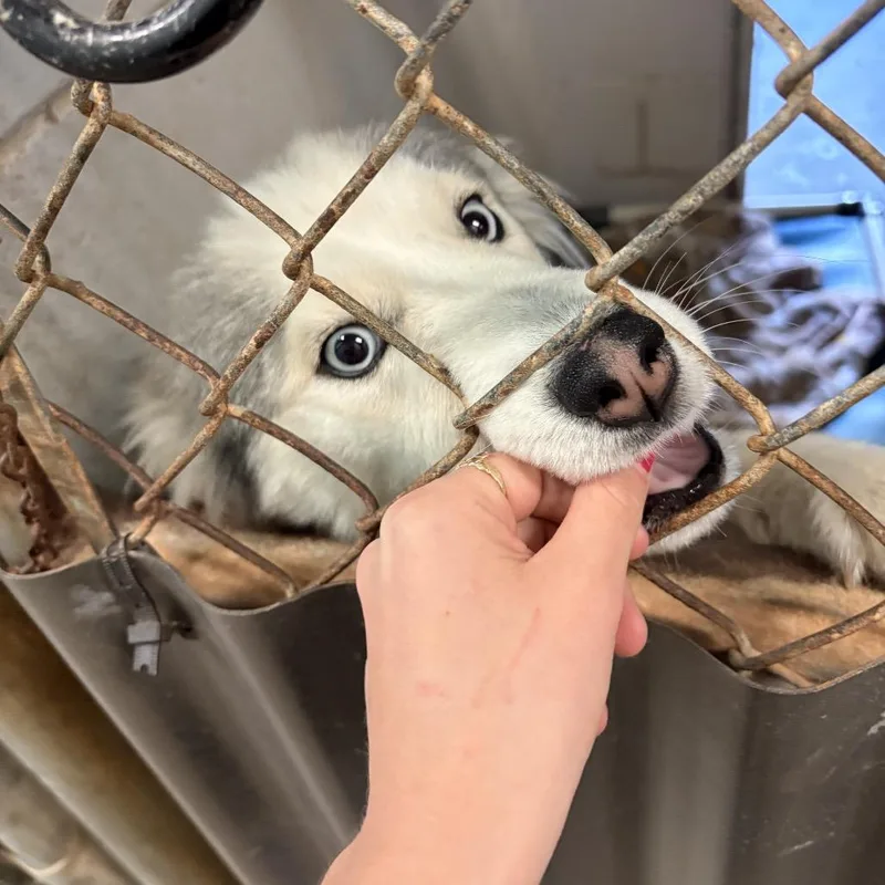 Wolfyluna thumbnail 3