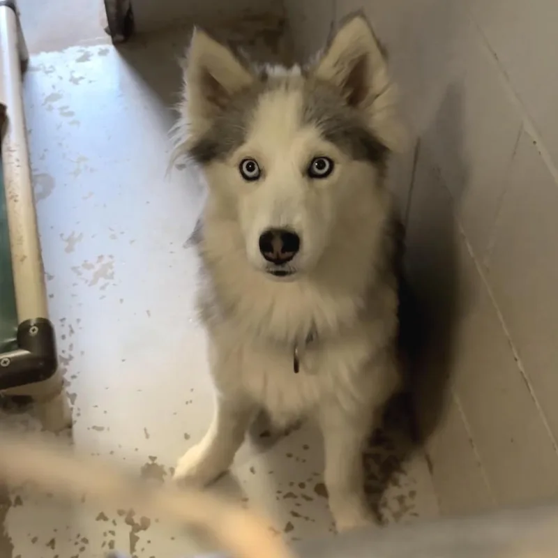 Wolfyluna thumbnail 4