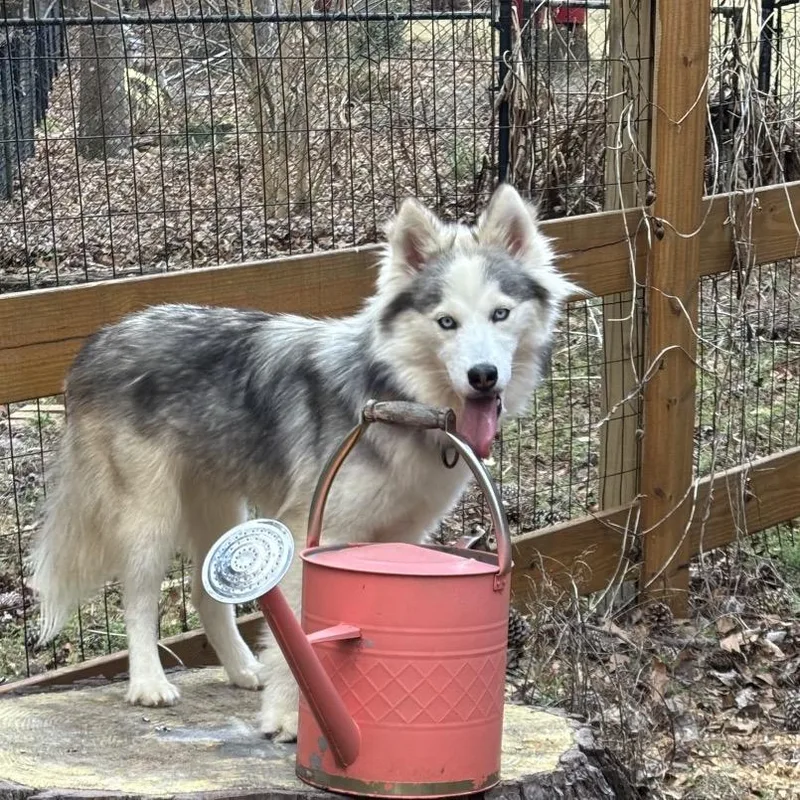 Wolfyluna thumbnail 5