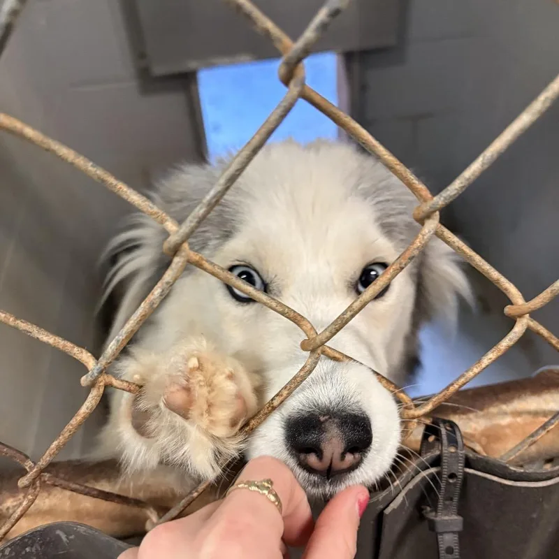 Wolfyluna thumbnail 6