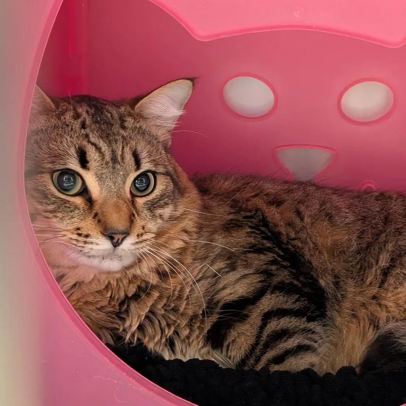 A young large-sized male Brown / Chocolate Domestic Short Hair cat named Taz for adoption in Titusville, FL