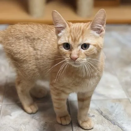 Fuchite "fuchy" thumbnail 2