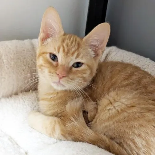 Fuchite "fuchy" thumbnail 3