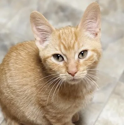 A baby medium-sized male Tabby (Orange / Red) Tabby cat named Fuchite "fuchy" for adoption in Shippenville, PA