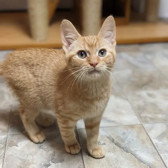 Fuchite "fuchy" thumbnail 4