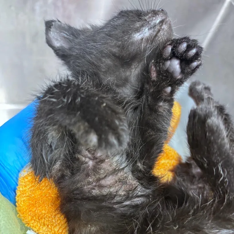 A baby small-sized male Black Domestic Short Hair cat named Csasstray for adoption in Springtown, TX