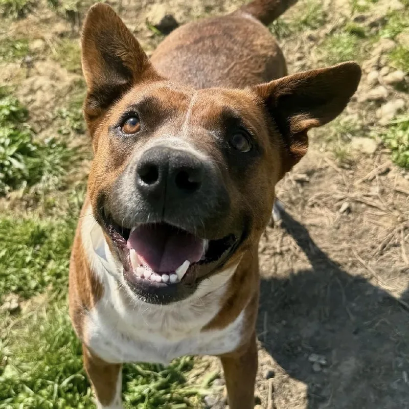 An adult medium-sized female Pit Bull Terrier dog named Laney for adoption in Wadena, MN