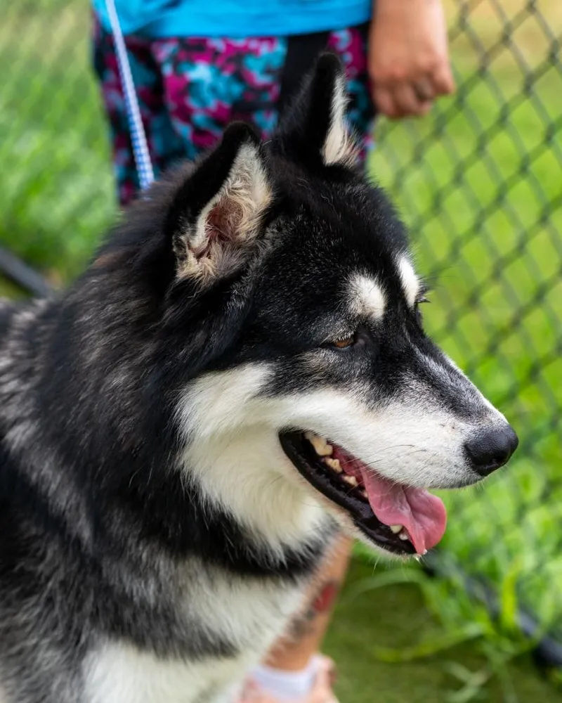 A young large-sized male Alaskan Malamute dog named Fred Flintstone for adoption in Lavonia, GA