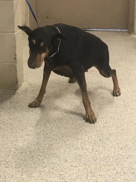 An adult large-sized female Doberman Pinscher dog named A for adoption in Conroe, TX