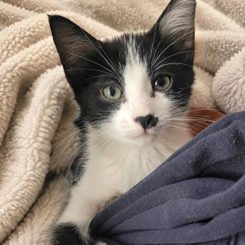A baby small-sized female Black Domestic Short Hair cat named Dotty for adoption in Edwardsville, IL