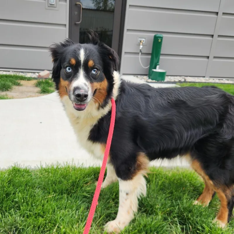 An adult medium-sized female Golden Australian Shepherd dog named Jane for adoption in Fort Wayne, IN