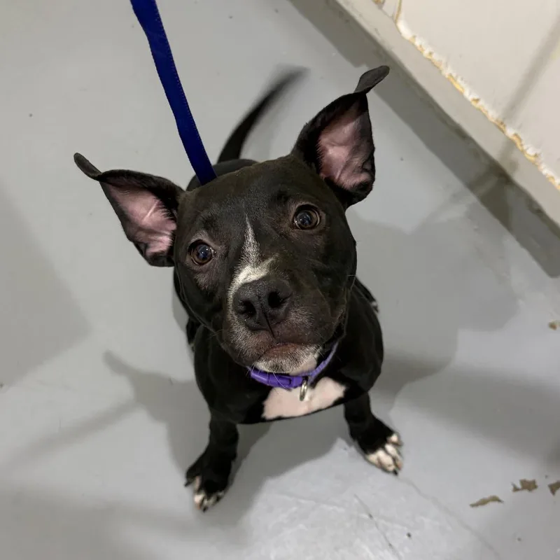 A young medium-sized female Black Mixed Breed dog named Ant for adoption in Binghamton, NY