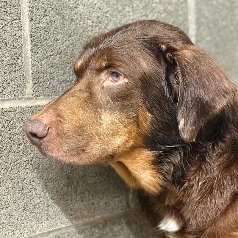 A senior large-sized male Brown / Chocolate Mixed Breed dog named Buchanon for adoption in Pauls Valley, OK