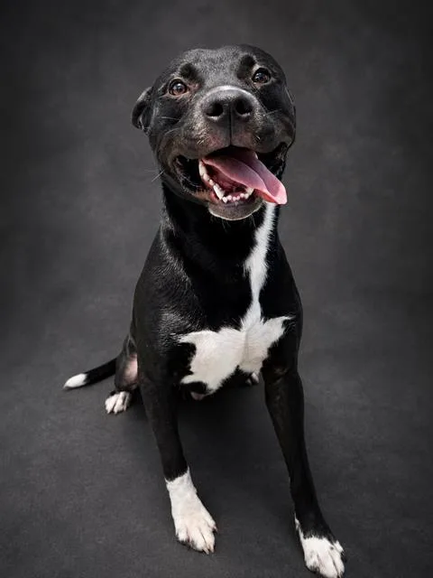 An adult large-sized male American Bulldog dog named Chicken Little for adoption in Winter Haven, FL