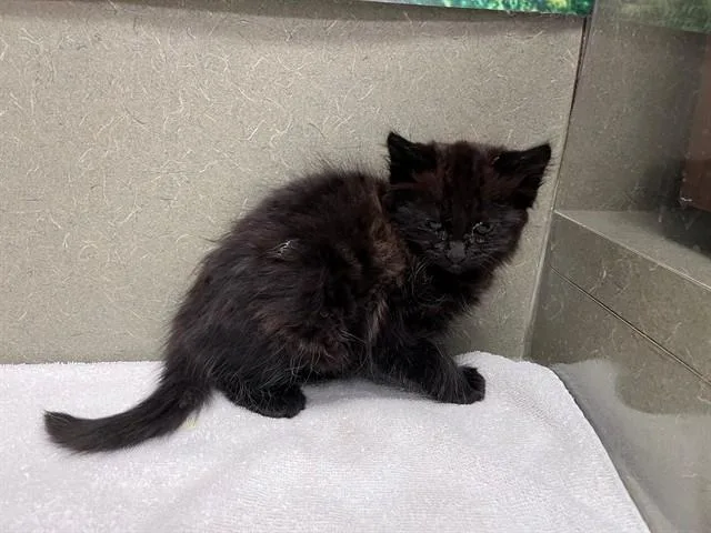 A baby small-sized female Domestic Medium Hair cat named A for adoption in Moreno Valley, CA