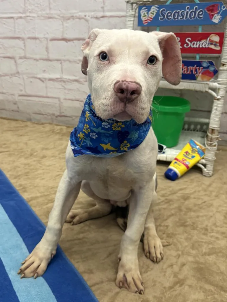 A baby medium-sized male Mixed Breed dog named Davo for adoption in Detroit, MI