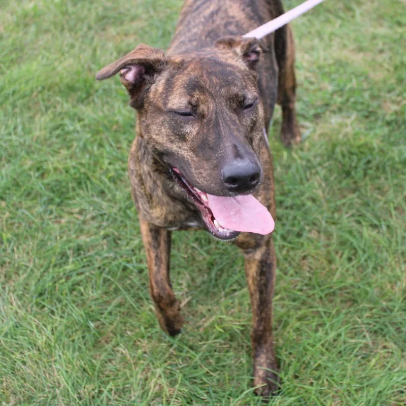An adult large-sized female Black Pit Bull Terrier dog named Majesty for adoption in Champaign, IL