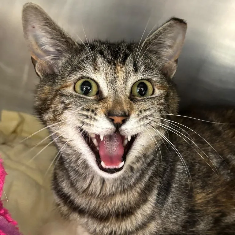 An adult medium-sized female Torbie Domestic Short Hair cat named Ringo for adoption in Walden, NY