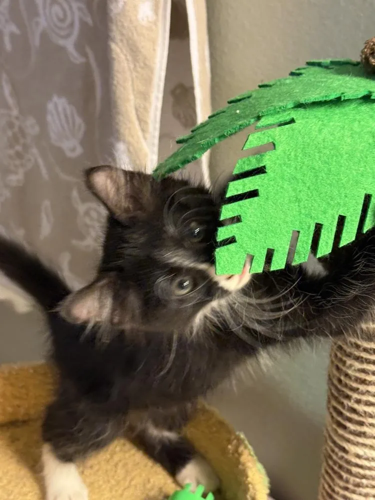A baby small-sized male Black & White / Tuxedo Domestic Short Hair cat named Shock for adoption in Orlando, FL