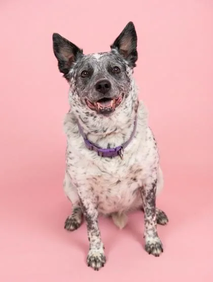 A senior large-sized female Australian Cattle Dog / Blue Heeler dog named Lola for adoption in Bowling Green, KY