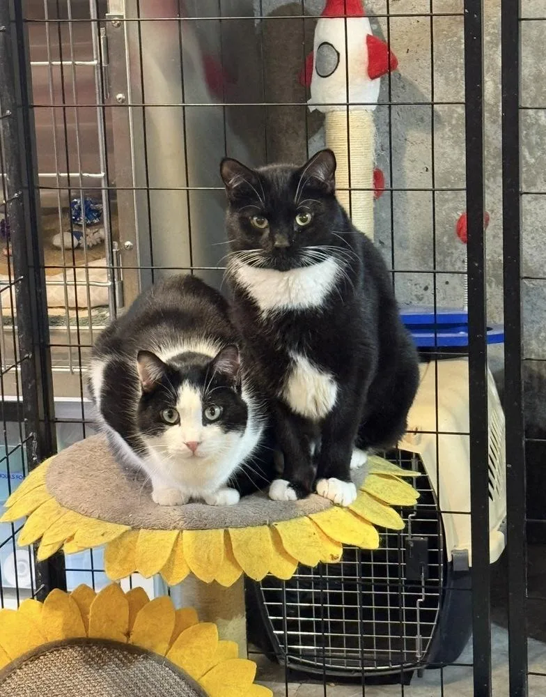 An adult large-sized male Black & White / Tuxedo Domestic Short Hair cat named Jack Sparrow for adoption in Bolton, CT