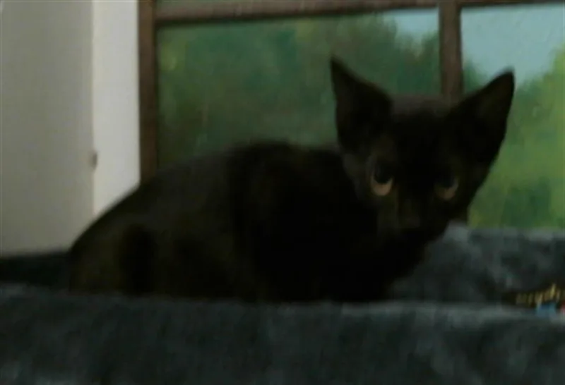 A baby small-sized female Domestic Short Hair cat named Belle for adoption in Houston, TX