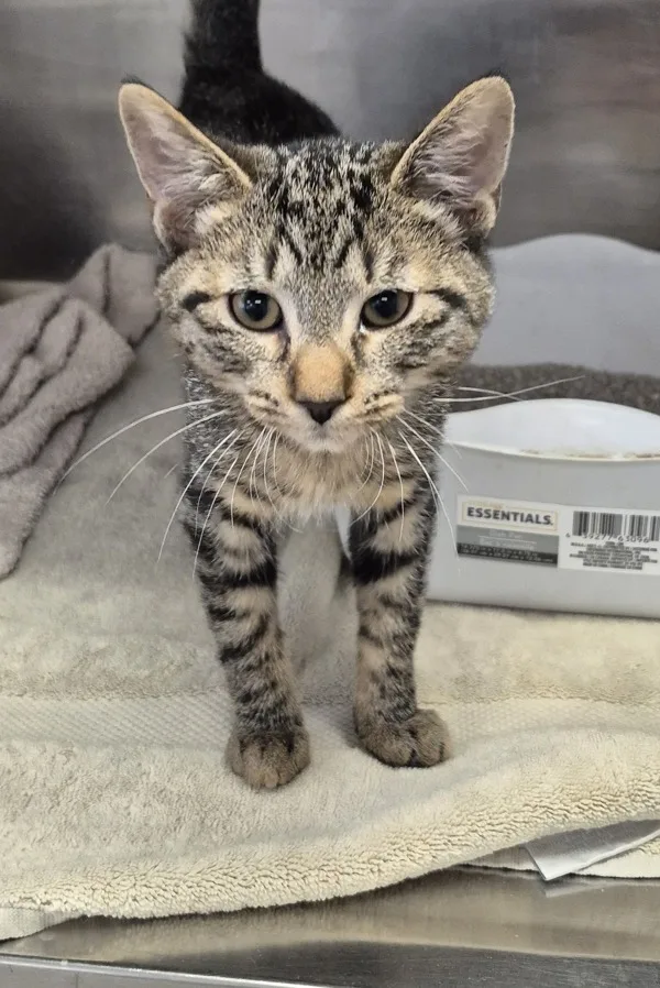 A baby medium-sized male Domestic Short Hair cat named Calvin for adoption in Napa, CA