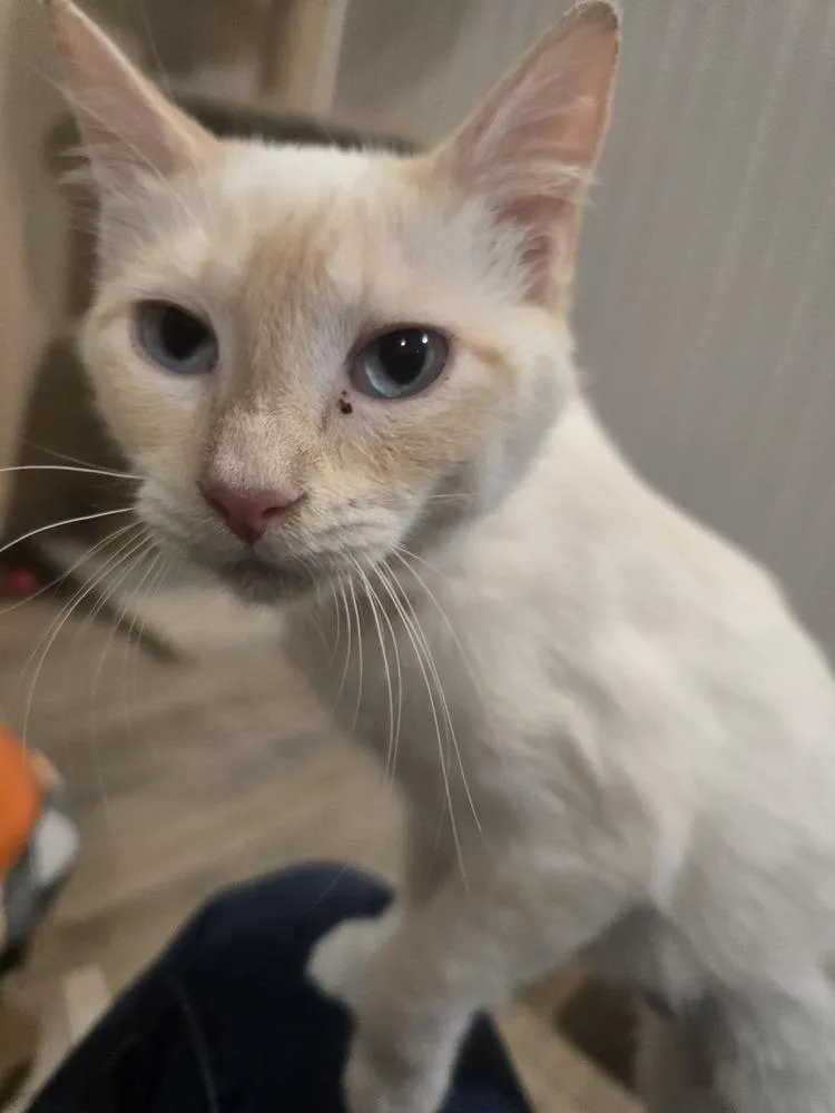 An adult medium-sized female Orange & White Siamese cat named Florence for adoption in Vancouver, WA