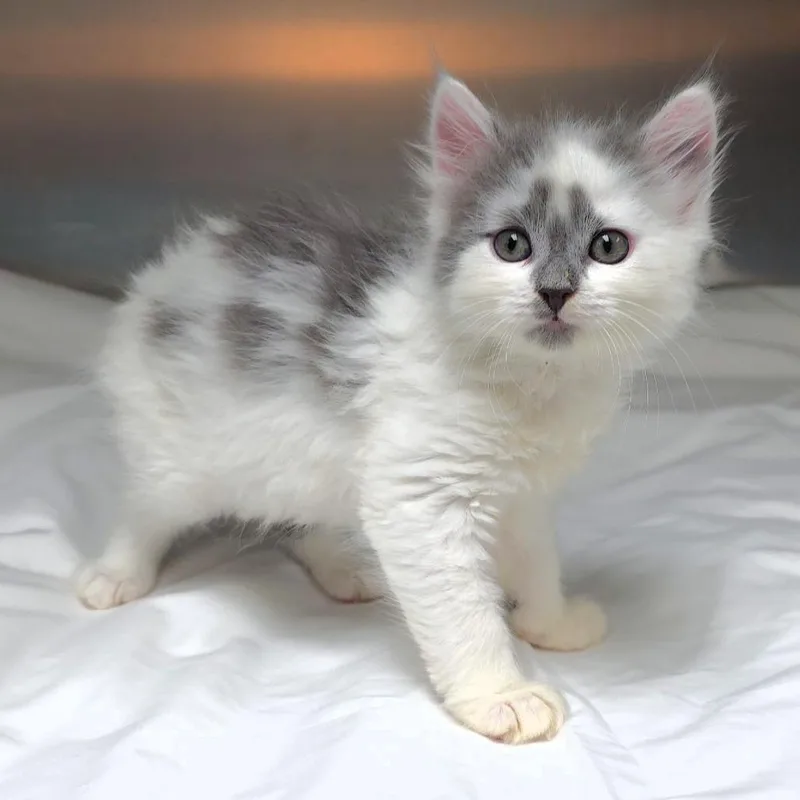 A baby small-sized female White Domestic Medium Hair cat named Georgie for adoption in Michigan City, IN