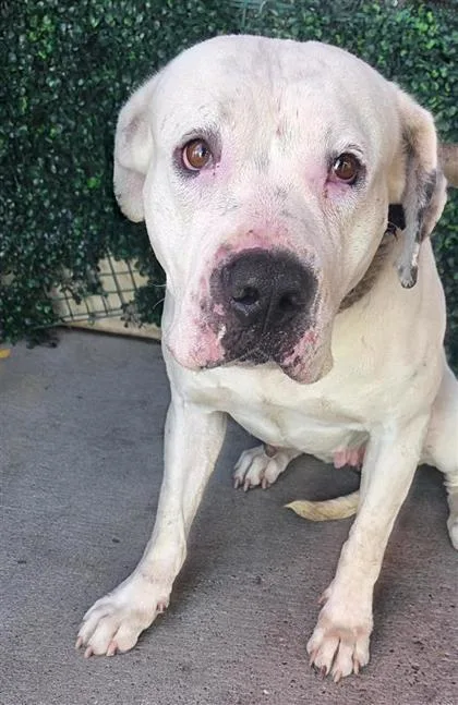 A baby large-sized female White / Cream American Bulldog dog named 61190020 for adoption in El Paso, TX