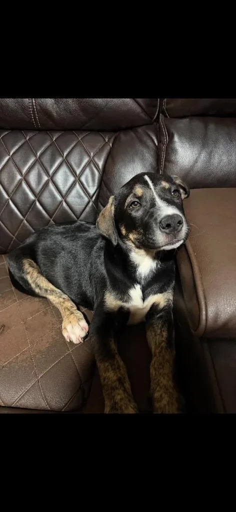 A baby medium-sized female Pit Bull Terrier dog named Lulu for adoption in Lavonia, GA