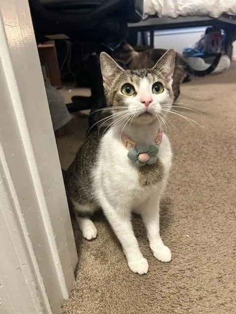 Bridgestone thumbnail 2