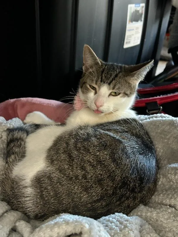 Bridgestone thumbnail 3