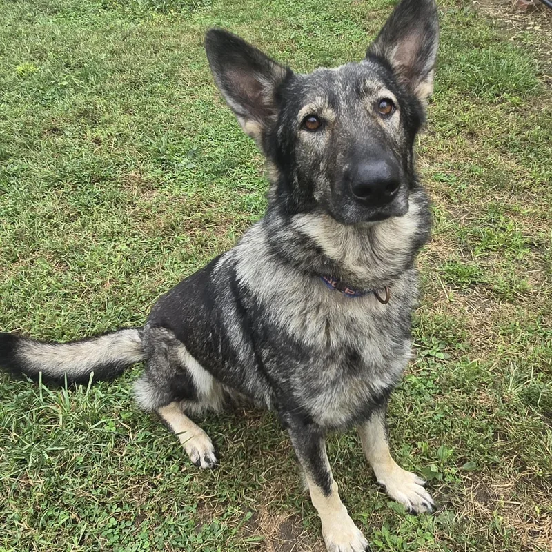 Freya